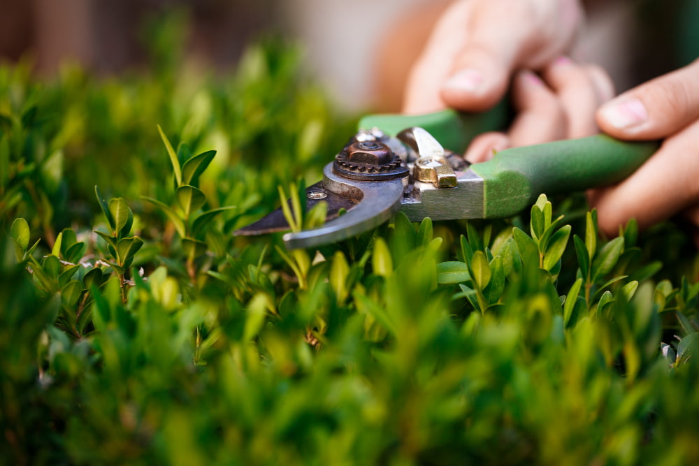 Landscape Maintenance image